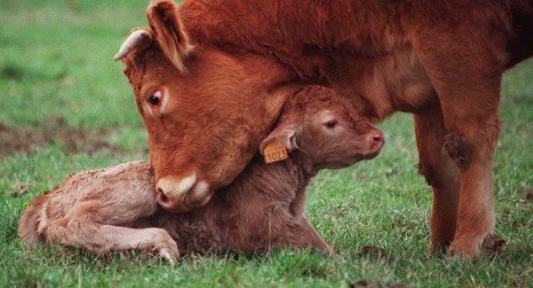 Вагітність корови: тривалість, визначення строку та дати пологів