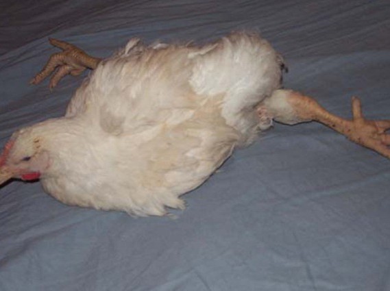Хвороба марека у курей: перші ознаки й лікування, можна їсти мясо хворих птахів