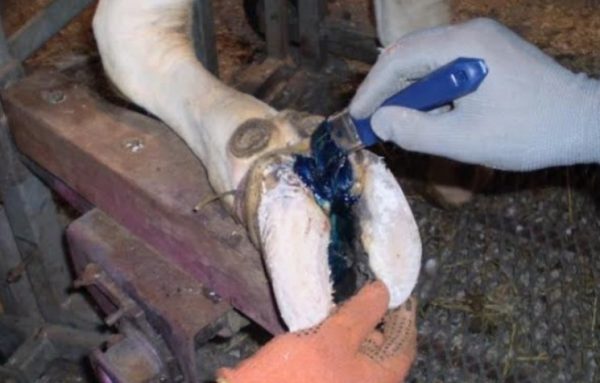 Хвороби ратиць у корів: ознаки і лікування, причини копитної гнилі ВРХ
