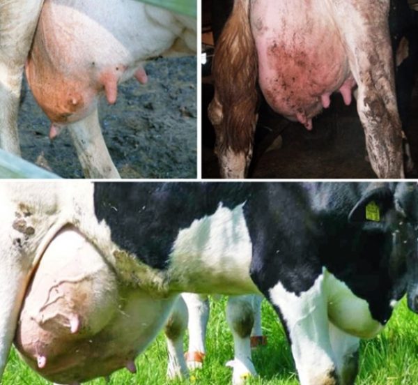 Болячки на вимені корови: чим лікувати гнійнички та інші хвороби