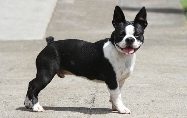 Бостон терєр собака. Опис, особливості, види, ціна та догляд за породою