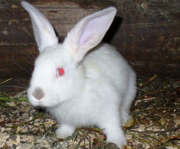 Часті хвороби у кролів і як їх лікувати, фото, перші симптоми, причини і профілактика