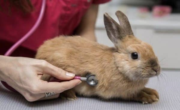 Часті хвороби у кролів і як їх лікувати, фото, перші симптоми, причини і профілактика