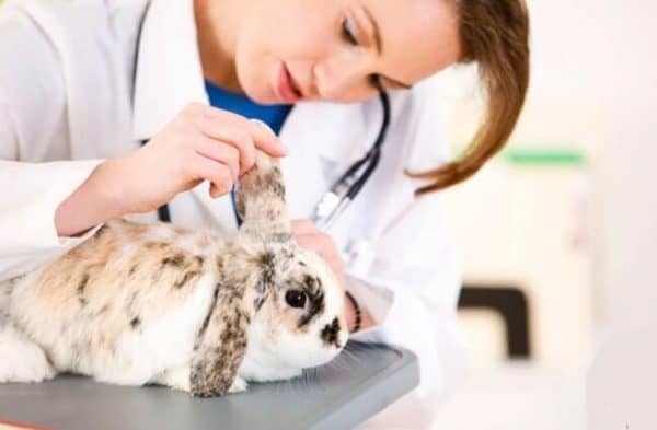 Чим лікувати трихомоніаз у вухах у кролика від вушного кліща, народні засоби і препарати