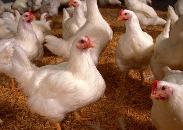 Чим лікувати сальмонельоз у птахів: перші ознаки, небезпека курячої хвороби для людини