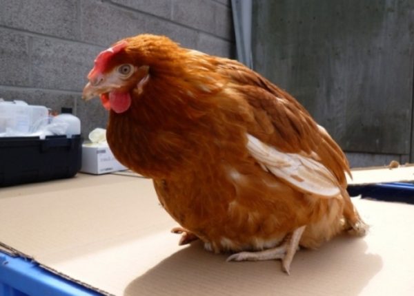 Чим лікувати сальмонельоз у птахів: перші ознаки, небезпека курячої хвороби для людини