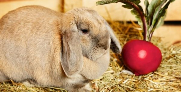 Чим можна годувати кроликів для швидкого набору ваги влітку і взимку, а чому не можна?
