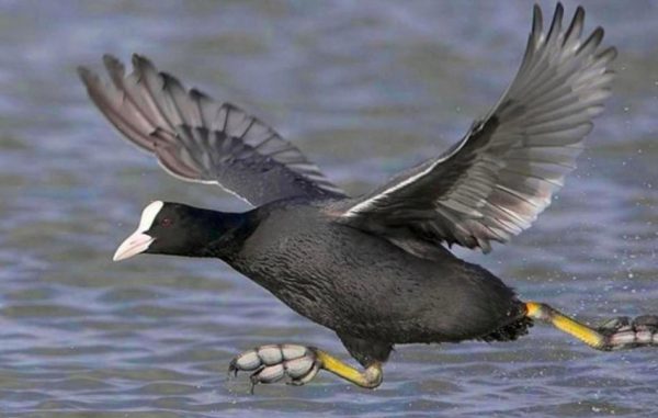 Чорна водоплавний птах з білим дзьобом, найчастіше це лиска, фото і опис