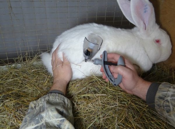 Що робити, якщо у кролика пронос, ніж лікувати, щоб не здохли