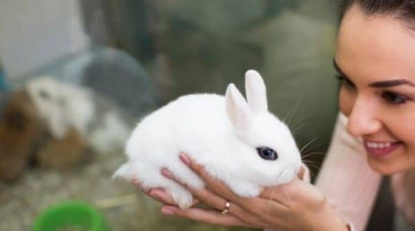 Що їдять декоративні кролики, чим можна годувати в домашніх умовах