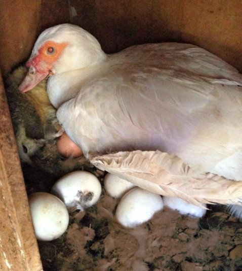 Що треба зробити, щоб домашні качки почали нести яйця?