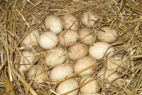 Що треба зробити, щоб домашні качки почали нести яйця?