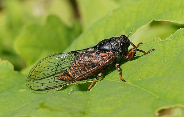 Цикада комаха. Опис, особливості, види, спосіб життя і середовище проживання цикади