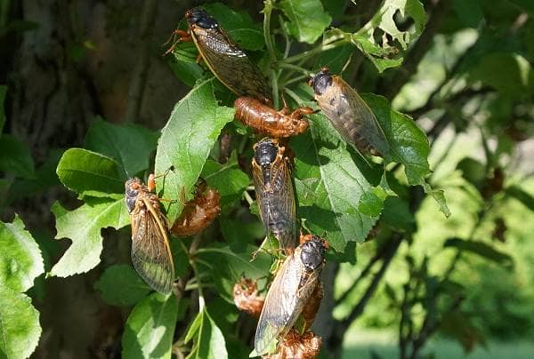 Цикада комаха. Опис, особливості, види, спосіб життя і середовище проживання цикади