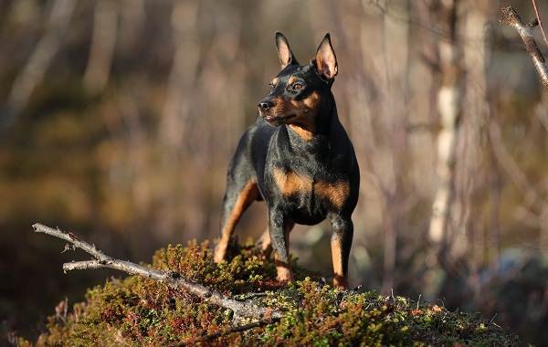 Цвергпінчер собака. Опис, особливості, види, догляд та ціна породи цвергпінчер