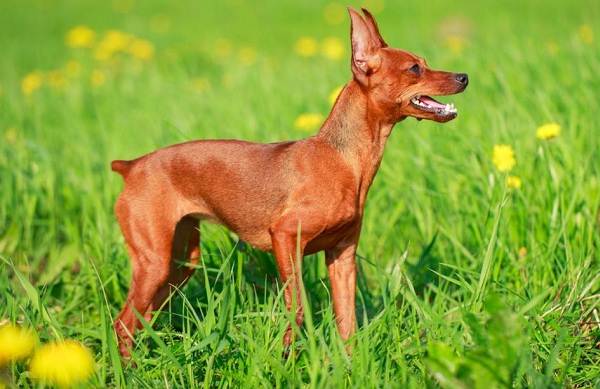 Цвергпінчер собака. Опис, особливості, види, догляд та ціна породи цвергпінчер