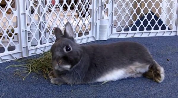 Декоративний кролик: догляд та утримання в домашніх умовах або в квартирі