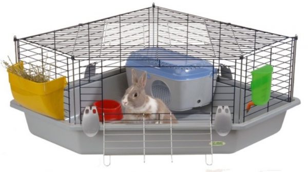 Декоративний кролик: догляд та утримання в домашніх умовах або в квартирі