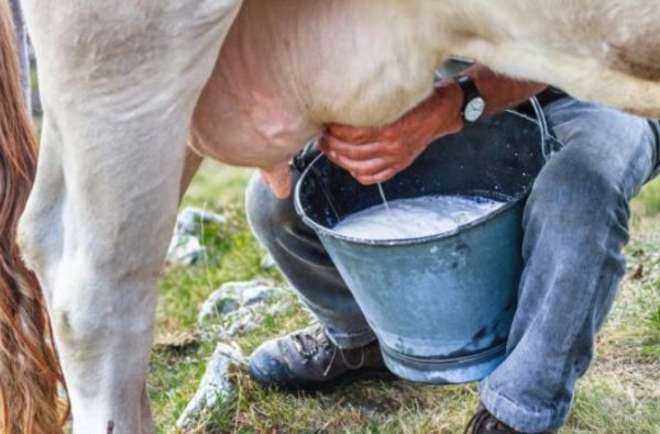 Доїння корови: ручний та апаратний метод, особливості виконання