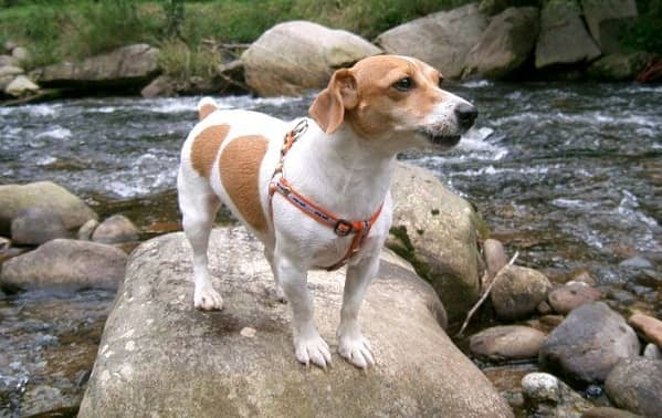 Джек Рассел терєр собака. Опис, особливості, види, ціна та догляд за породою