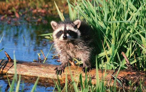 Єнот полоскун тварина. Опис, особливості, спосіб життя і середовище проживання єнота полоскуна