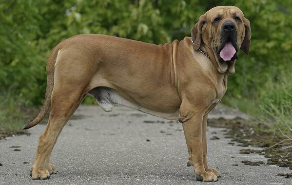 Філа бразілейро собака. Опис, особливості, ціна, догляд і утримання породи
