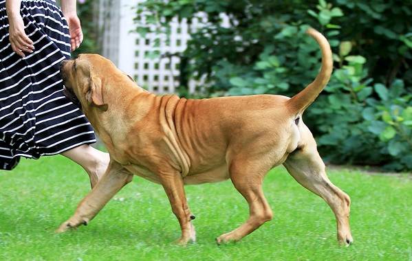 Філа бразілейро собака. Опис, особливості, ціна, догляд і утримання породи