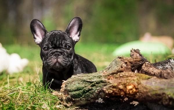 Французький бульдог собака. Опис, особливості, догляд, утримання та ціна породи