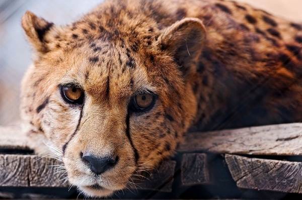 Гепард тварина. Опис, особливості, види, спосіб життя і середовище проживання гепарда