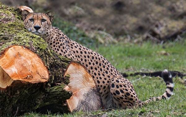 Гепард тварина. Опис, особливості, види, спосіб життя і середовище проживання гепарда