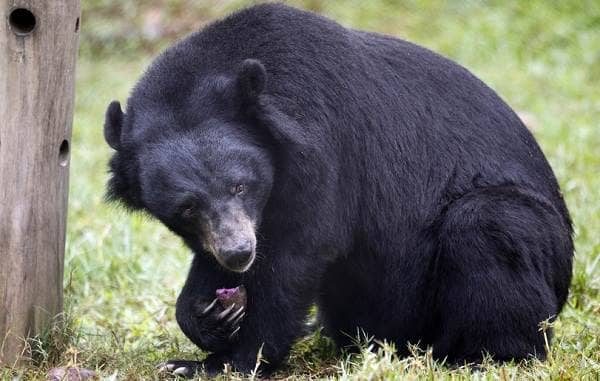 Гімалайський ведмідь. Опис, особливості, спосіб життя і середовище проживання гімалайського ведмедя