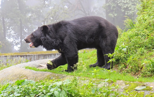 Гімалайський ведмідь. Опис, особливості, спосіб життя і середовище проживання гімалайського ведмедя