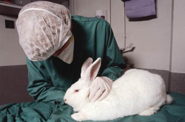 Глисти у кроликів медикаментозне лікування народними засобами, що можна давати