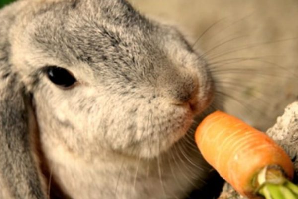 Глисти у кроликів медикаментозне лікування народними засобами, що можна давати