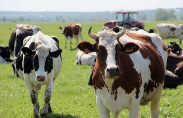 Голштинська порода корів в Росії: опис, скільки дає молока, продуктивність, скільки коштує