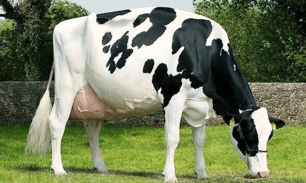 Голштинська порода корів в Росії: опис, скільки дає молока, продуктивність, скільки коштує