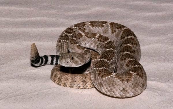 Гримуча змія. Опис, особливості, види, спосіб життя і середовище проживання гримучої змії