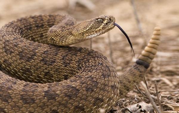 Гримуча змія. Опис, особливості, види, спосіб життя і середовище проживання гримучої змії