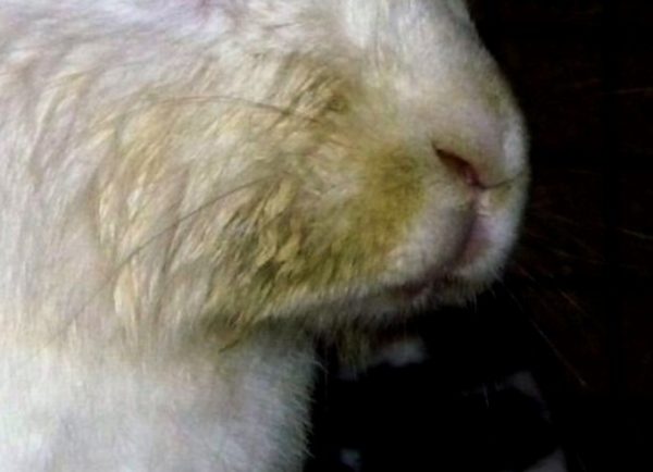 Інфекційний стоматит у кроликів: лікування мокрою мордочки, чим небезпечний мокрець