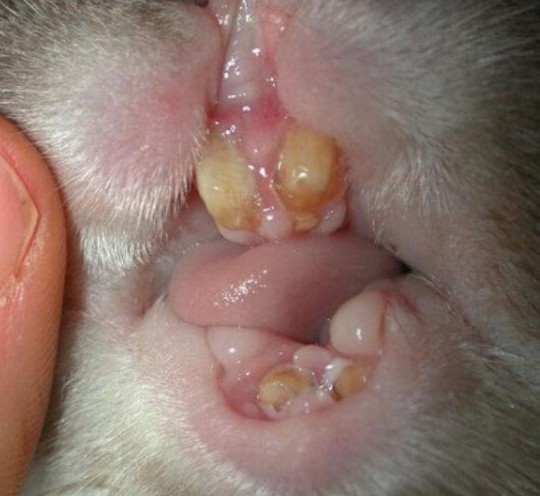Інфекційний стоматит у кроликів: лікування мокрою мордочки, чим небезпечний мокрець