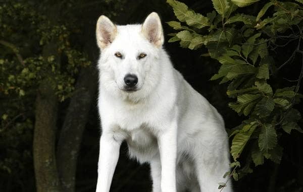 Инуит собака. Опис, особливості, зміст та ціна породи инуит