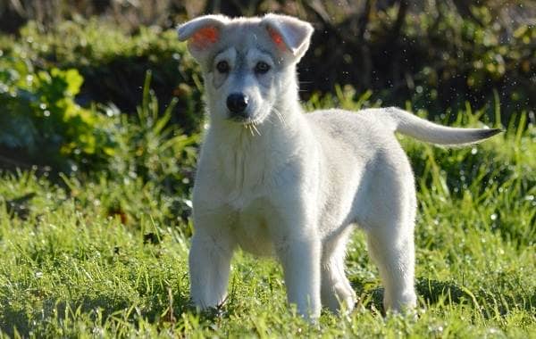 Инуит собака. Опис, особливості, зміст та ціна породи инуит