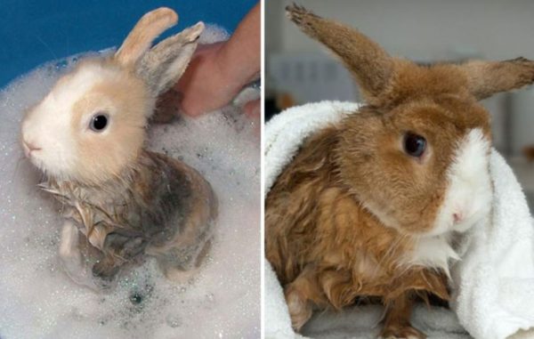 Як купати декоративного кролика, можна мити в домашніх умовах
