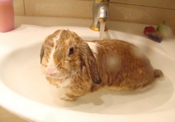 Як купати декоративного кролика, можна мити в домашніх умовах