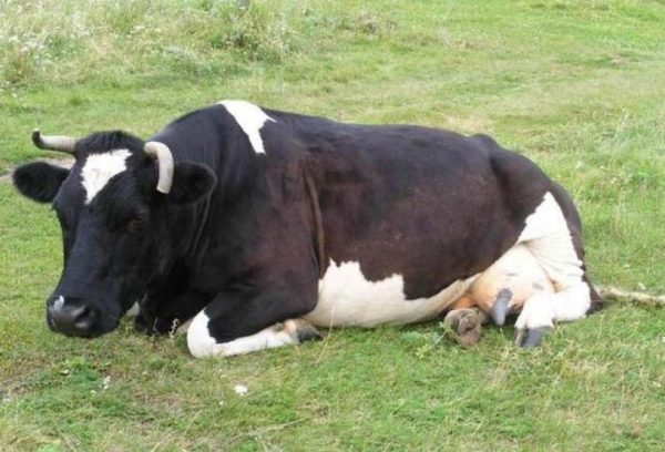 Як визначити тільність корови самостійно народними засобами: ректальне дослідження і т. д.
