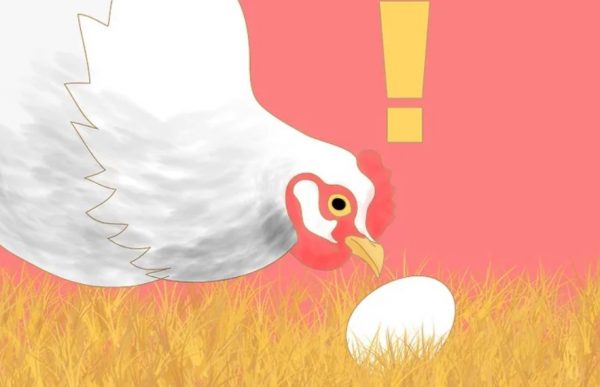 Як відучити курей клювати свої яйця: 7 порад, які вирішать проблему