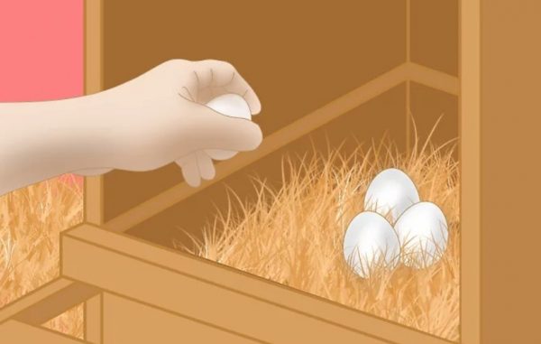 Як відучити курей клювати свої яйця: 7 порад, які вирішать проблему