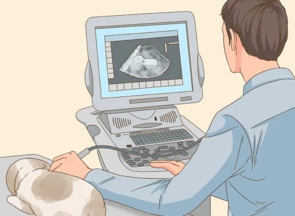 Як зрозуміти, що кролиця вагітна, і що робити потім