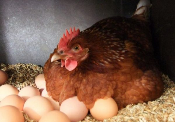 Як посадити курку висиджувати яйця і що робити далі