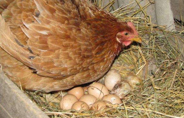 Як посадити курку висиджувати яйця і що робити далі